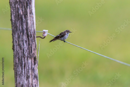 Obraz na płótnie European Pied Flycatcher (Ficedula hypoleuca) w salonie