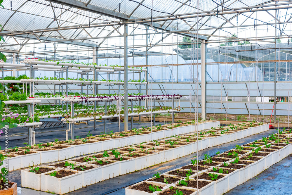 An agricultural nursery plant grown in a modern greenhouse. An agricultural nursery plant grown in a modern greenhouse.