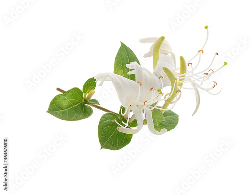 Branch of blossoming honeysuckle