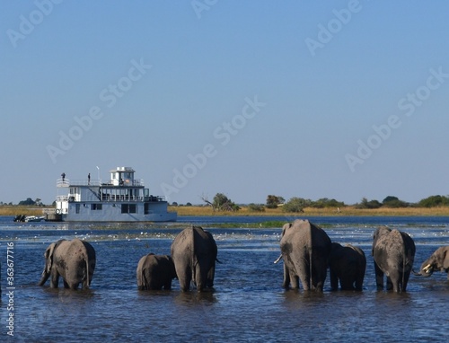 Photography elephants on the river