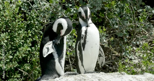 penguin couple cleanning up on some white rocks in southe africa photo