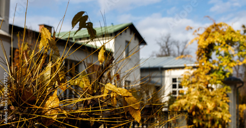 soft focus of a orange bush in autumn in front of an old building