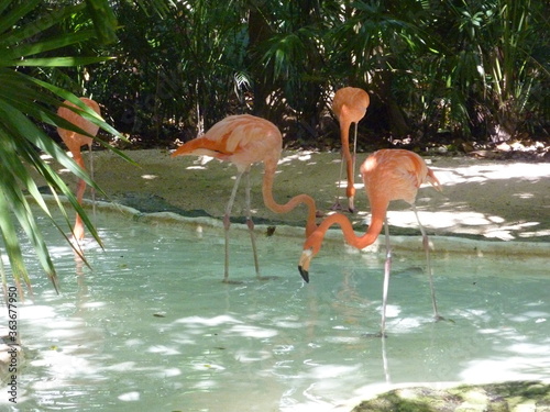 flamingos in the water