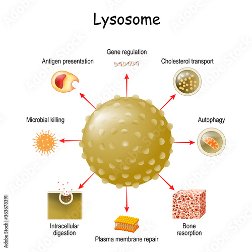 lysosome Function. multitask lysosome. intracellular digestion photo