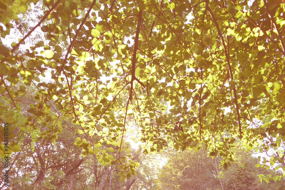 Fototapeta premium Trees and vegetation in a forest