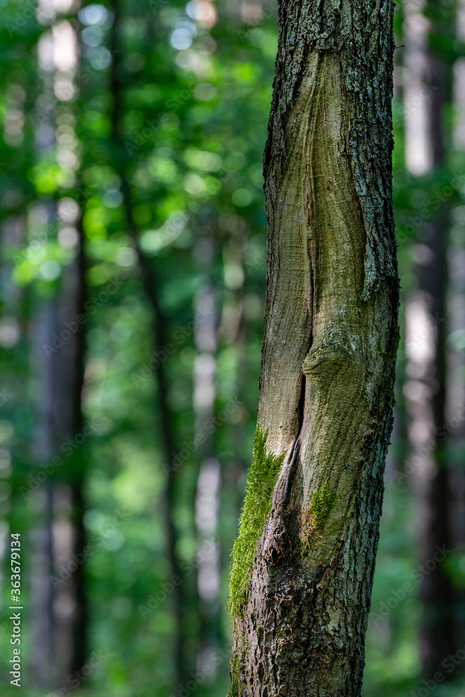 Destroyed oak tree bark. Old oak trunk damage. Destroyed oak tree bark. Old oak trunk damage.