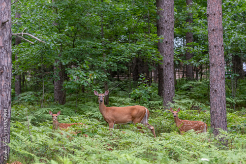 White-tailed deer and two fawns in a forest