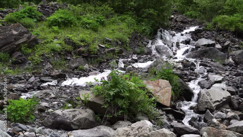 Landscape mountain stream waterfall flowing over rocks through green plants in the forest. Fast river. B-roll footage
