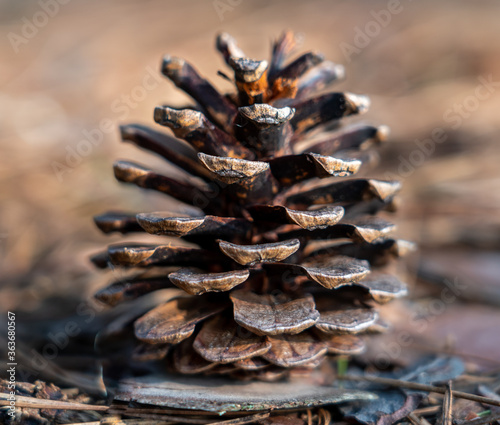 Closeup of pinecone isolated outside