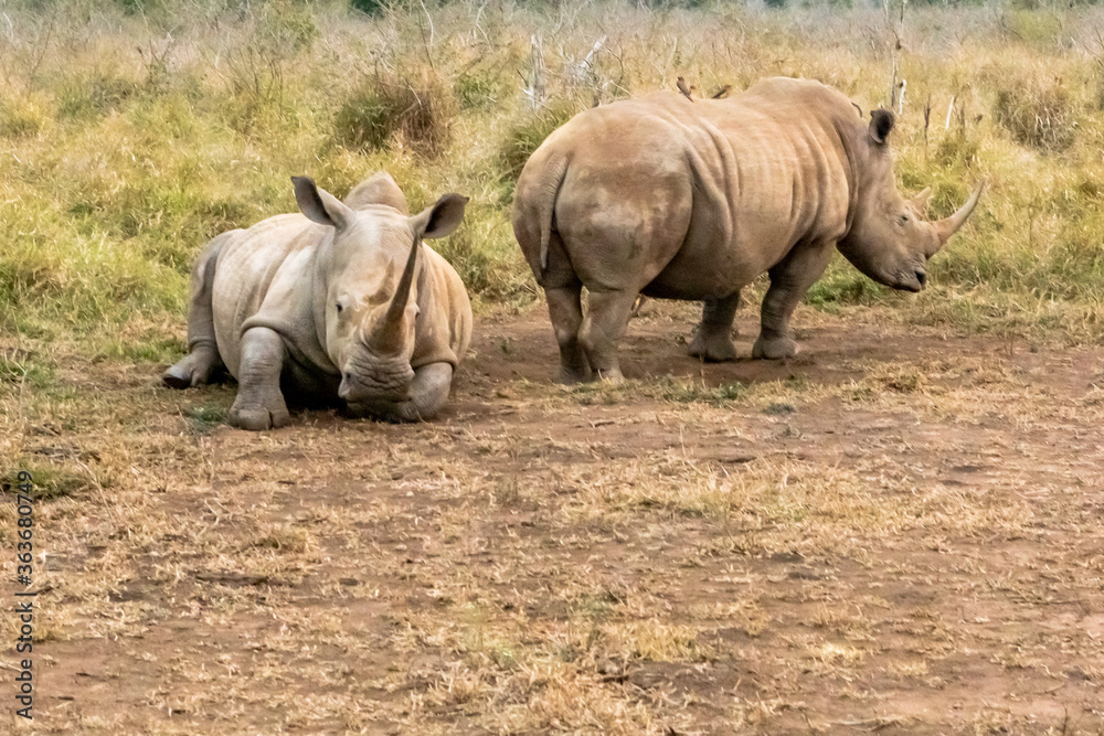 White rhinoceros or square-lipped rhinoceros is the largest extant species of rhinoceros. White rhinoceros or square-lipped rhinoceros is the largest extant species of rhinoceros.