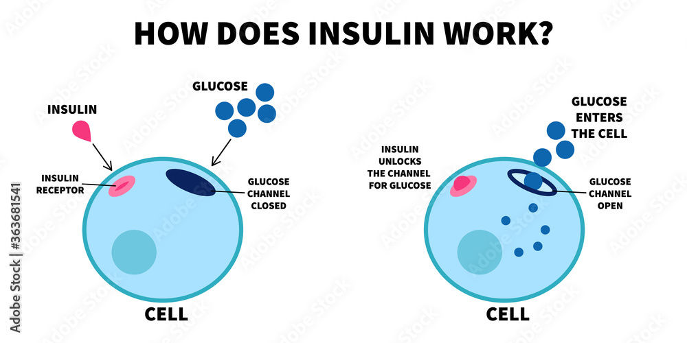 Flat vector illustration of importance of insulin how does insulin work