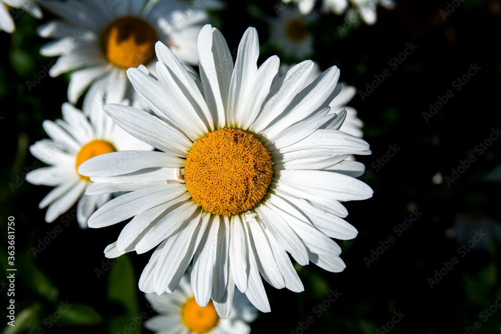 Fototapeta premium Macro photo of a Chamomile flower. Daisy close-up