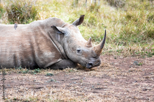 White rhinoceros or square-lipped rhinoceros is the largest extant species of rhinoceros.