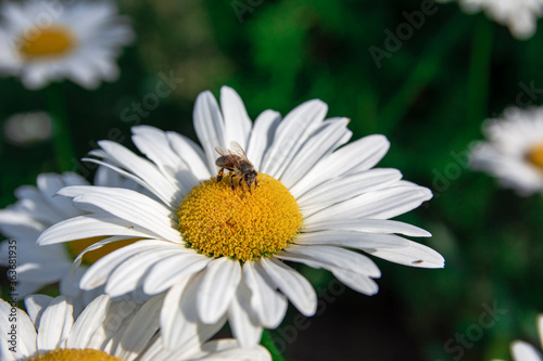 Macro photo of a daisy flower and a bee sitting on a flower