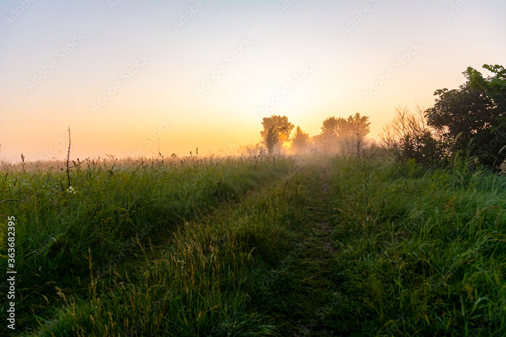 Meadow road, fog and lush vegetation at dawn. Meadow road, fog and lush vegetation at dawn.