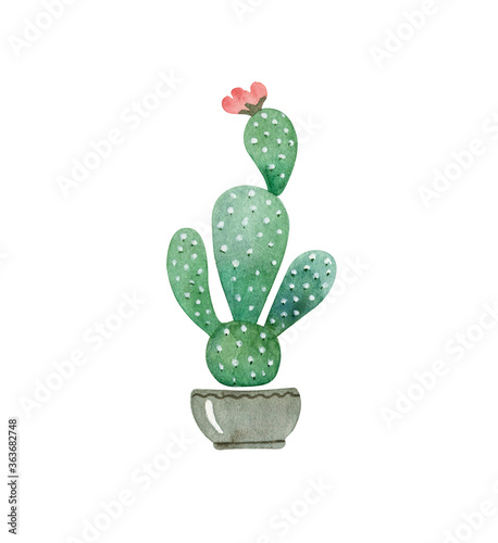 Cactus with pink flower in pot. Watercolor illustration isolated on white.