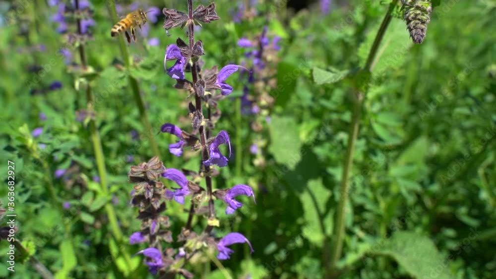 Close up of honey bee flying in nature to pollinate lavandula flower known as lavender Close up of honey bee flying in nature to pollinate lavandula flower known as lavender