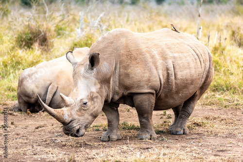 White rhinoceros or square-lipped rhinoceros is the largest extant species of rhinoceros. © marabelo