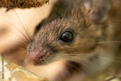 Closeup of a deer mouse's face