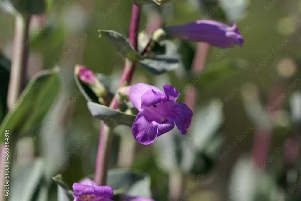 Flower of a large beardtongue, Penstemon grandiflorus. Flower of a large beardtongue, Penstemon grandiflorus.