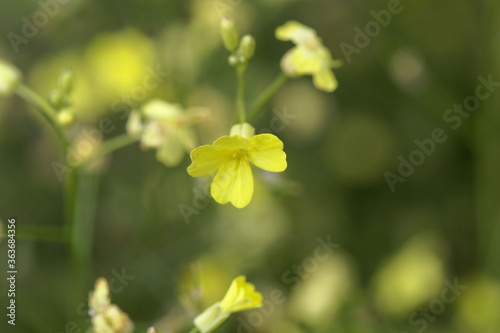 Flower of a crested warty cabbage, Bunias erucago.