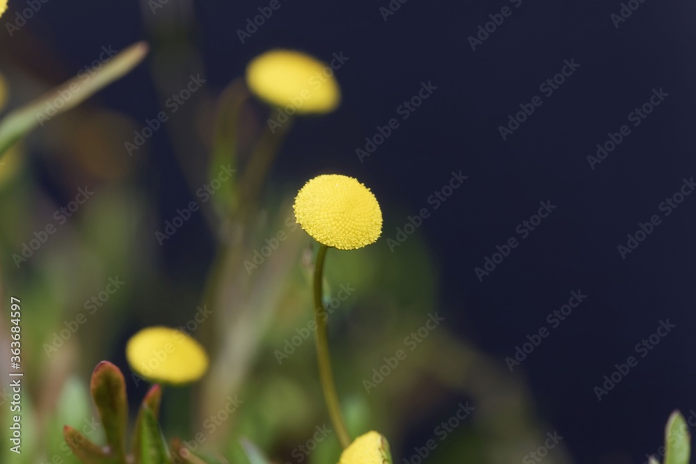 Macro photo of a brass button flower, Cotula coronopifolia Macro photo of a brass button flower, Cotula coronopifolia