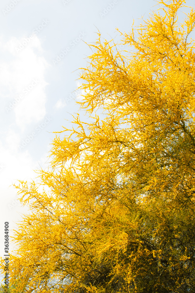 Fototapeta premium Yellow Autumn Tree