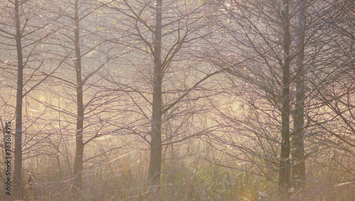 Morning fog among dormant trees © Mark