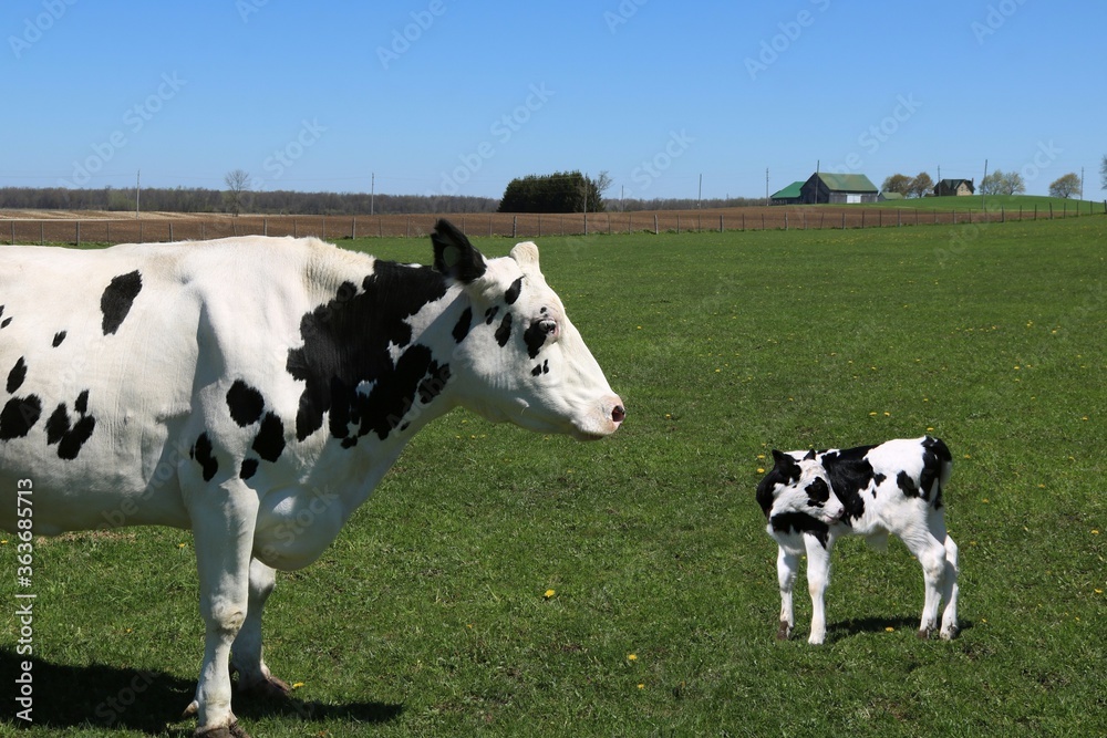 Holstein cow standing with young calf cleaning himself in the pasture field on a sunny day Holstein cow standing with young calf cleaning himself in the pasture field on a sunny day