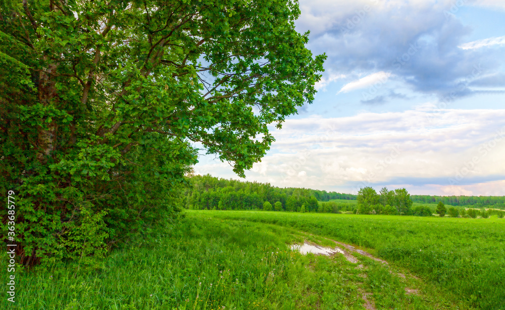 Fototapeta premium Blue sky and cloud with meadow tree. Plain landscape background for summer poster.