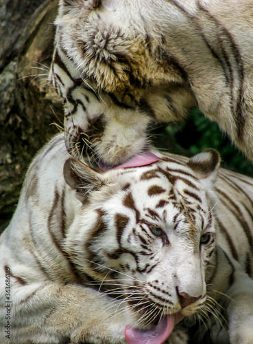 Fototapeta Naklejka Na Ścianę i Meble -  white bengal tigers preening  in the zoo
