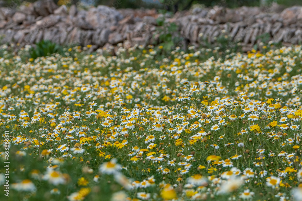 Kronenwucherblumen vor Sandsteinmauer Kronenwucherblumen vor Sandsteinmauer
