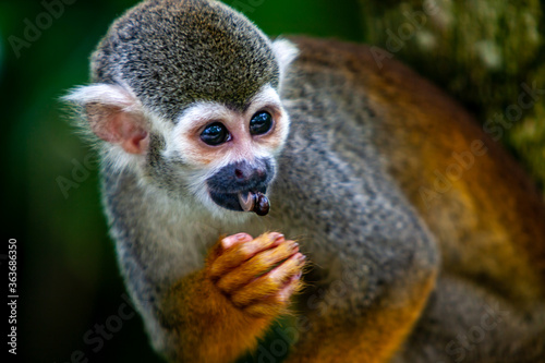 Close up squirrel monkey