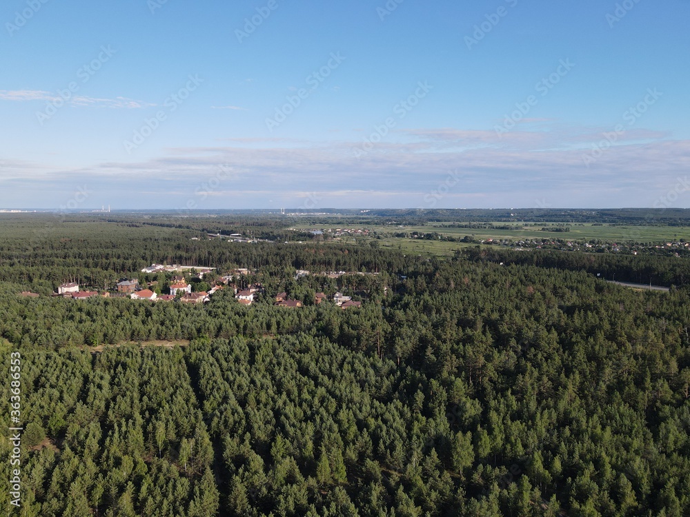 Aerial view of pine forest in summer with blue sky