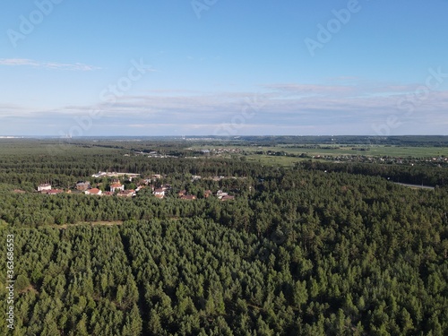 Aerial view of pine forest in summer with blue sky