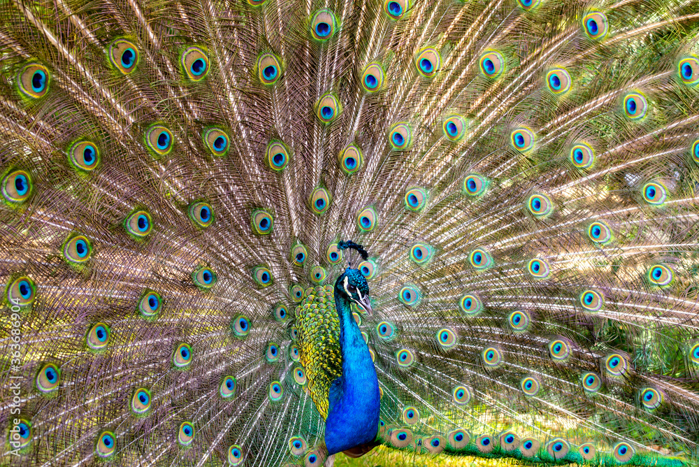 Obraz premium Beautiful photography of peafowl; Bird; Show their beautiful feathers; dancing