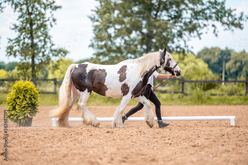 In hand horse show, beautiful black mare stallion of british nation breed Irish cob pony in motion.