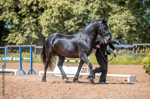 In hand horse show, beautiful black mare stallion of british nation breed Fell pony in motion.