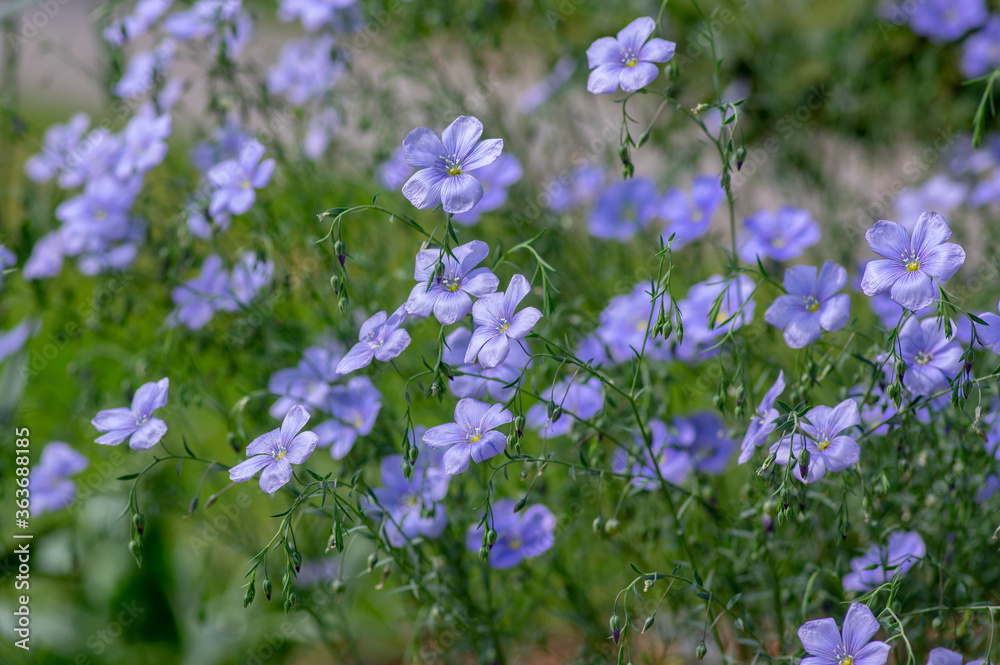 Fototapeta premium Linum usitatissimum linseed flowering ornamental garden plant, group of beautiful blue common flax flowers in bloom