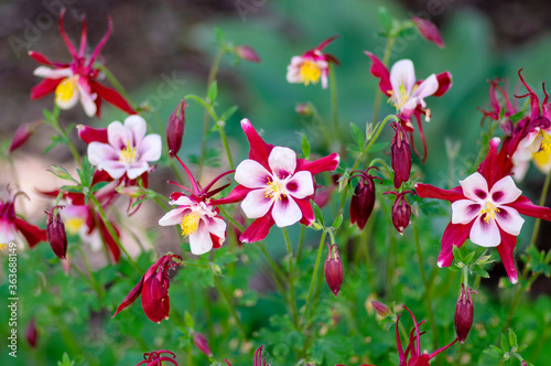 Aquilegia caerulea red white yellow flowering plant, beautiful ornamental herbaceous perennial flowers in bloom photo