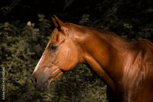 Gorgeous chestnut horse head shot in nature