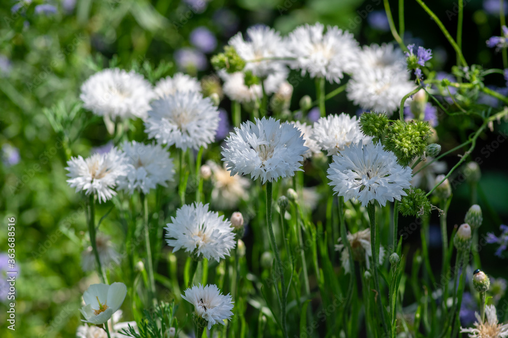 Centaurea cyanus white cultivated flowering plant in the garden, group of beautiful cornflowers flowers in bloom Centaurea cyanus white cultivated flowering plant in the garden, group of beautiful cornflowers flowers in bloom