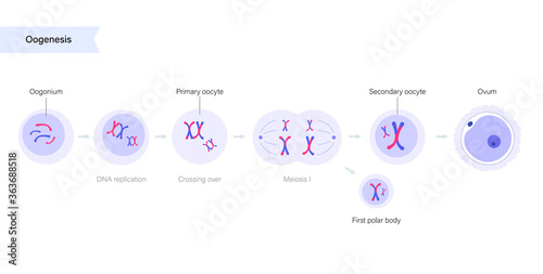 Reproductive system concept