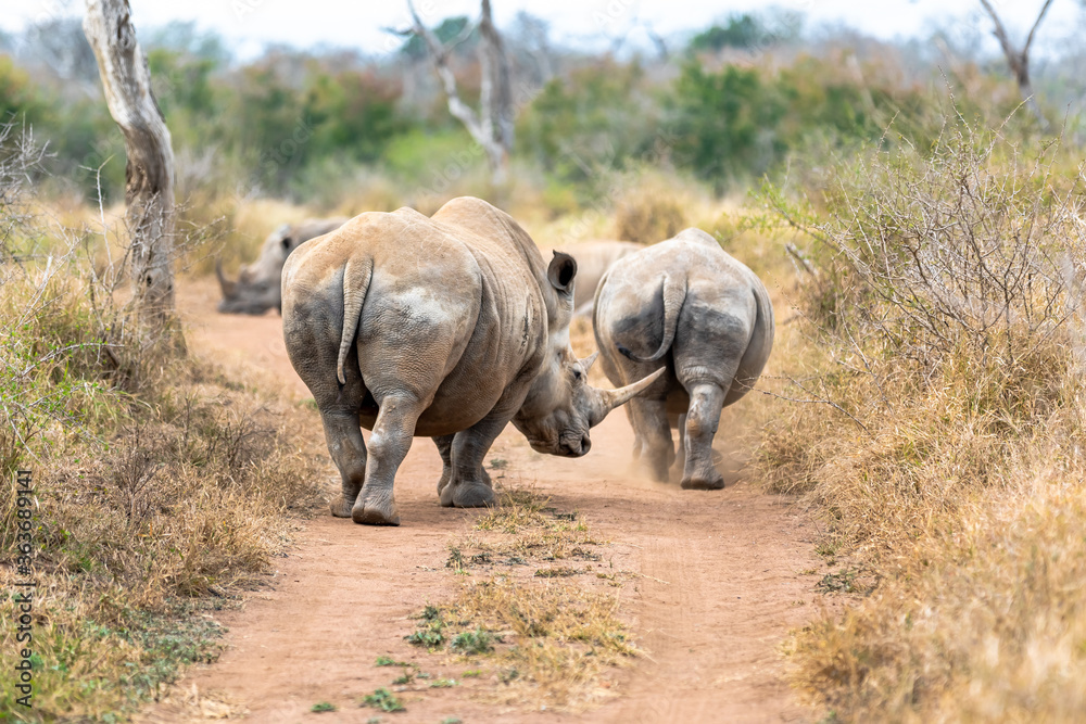 Fototapeta premium White rhinoceros or square-lipped rhinoceros is the largest extant species of rhinoceros.