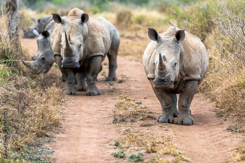 White rhinoceros or square-lipped rhinoceros is the largest extant species of rhinoceros.