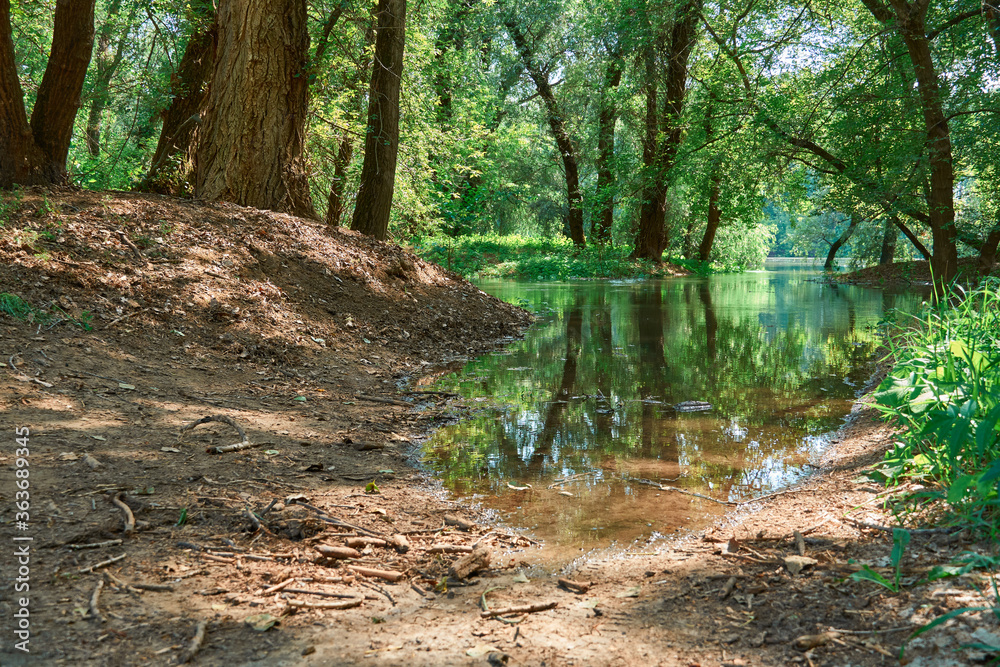 flood in the forest, river with high water level, flooding, nature in summer on a bright day flood in the forest, river with high water level, flooding, nature in summer on a bright day