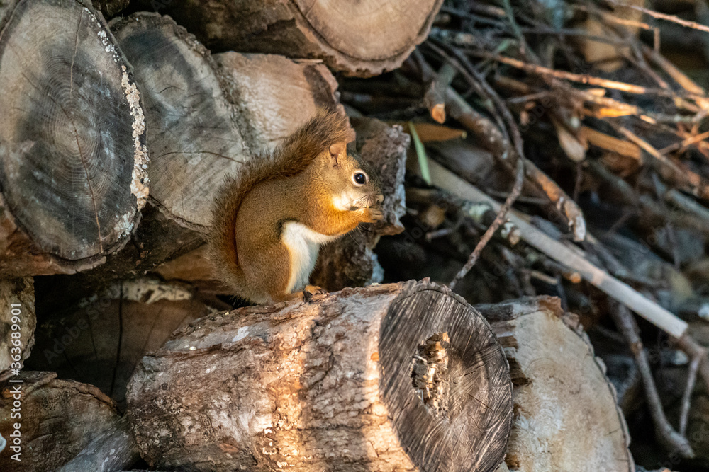 Squirrel eating while sitting on log in a woodpile