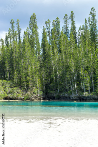 Forest of araucaria pines trees. Isle of pines in new caledonia. turquoise and translucent water along the forest