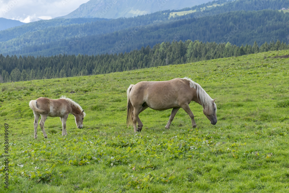 Obraz premium horses in the mountains