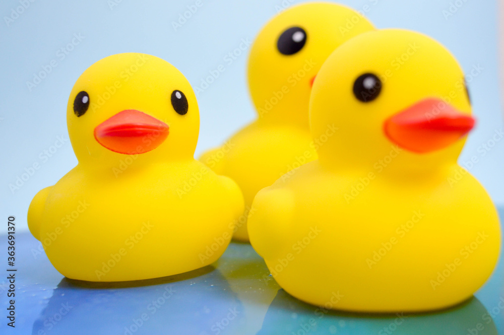 three bright yellow ducks of rubber went for a walk on the water. toys for children with a developing bias and fun swimming three bright yellow ducks of rubber went for a walk on the water. toys for children with a developing bias and fun swimming